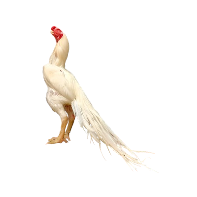 Parrot-Beak-Aseel