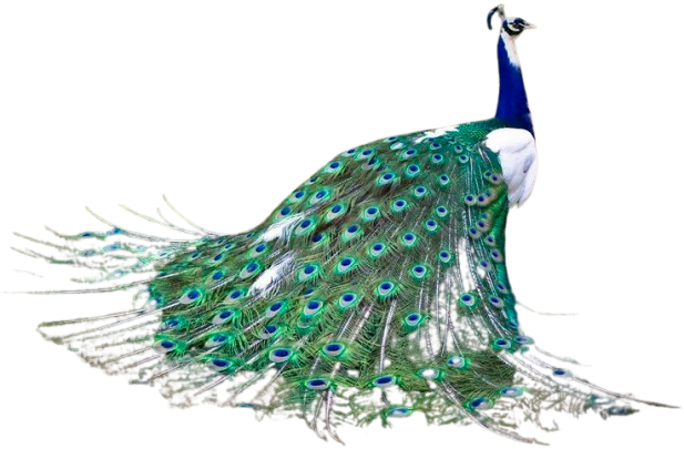 Peacock (3)