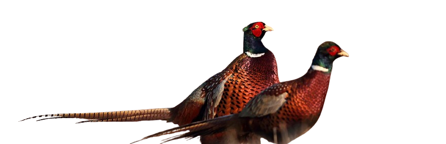pheasant