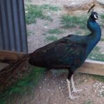 black shoulder male peacock