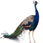 Indian Blue Peacock for Sale