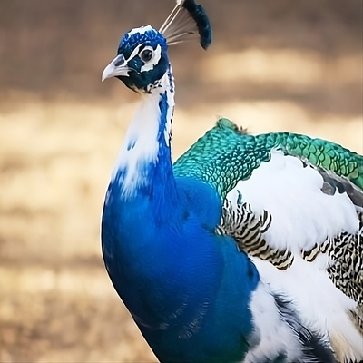 Blue Pied Peacock