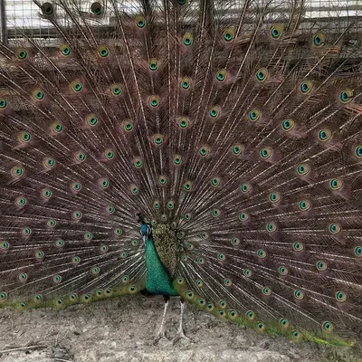 Emerald Peacock