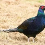 Green Pheasant