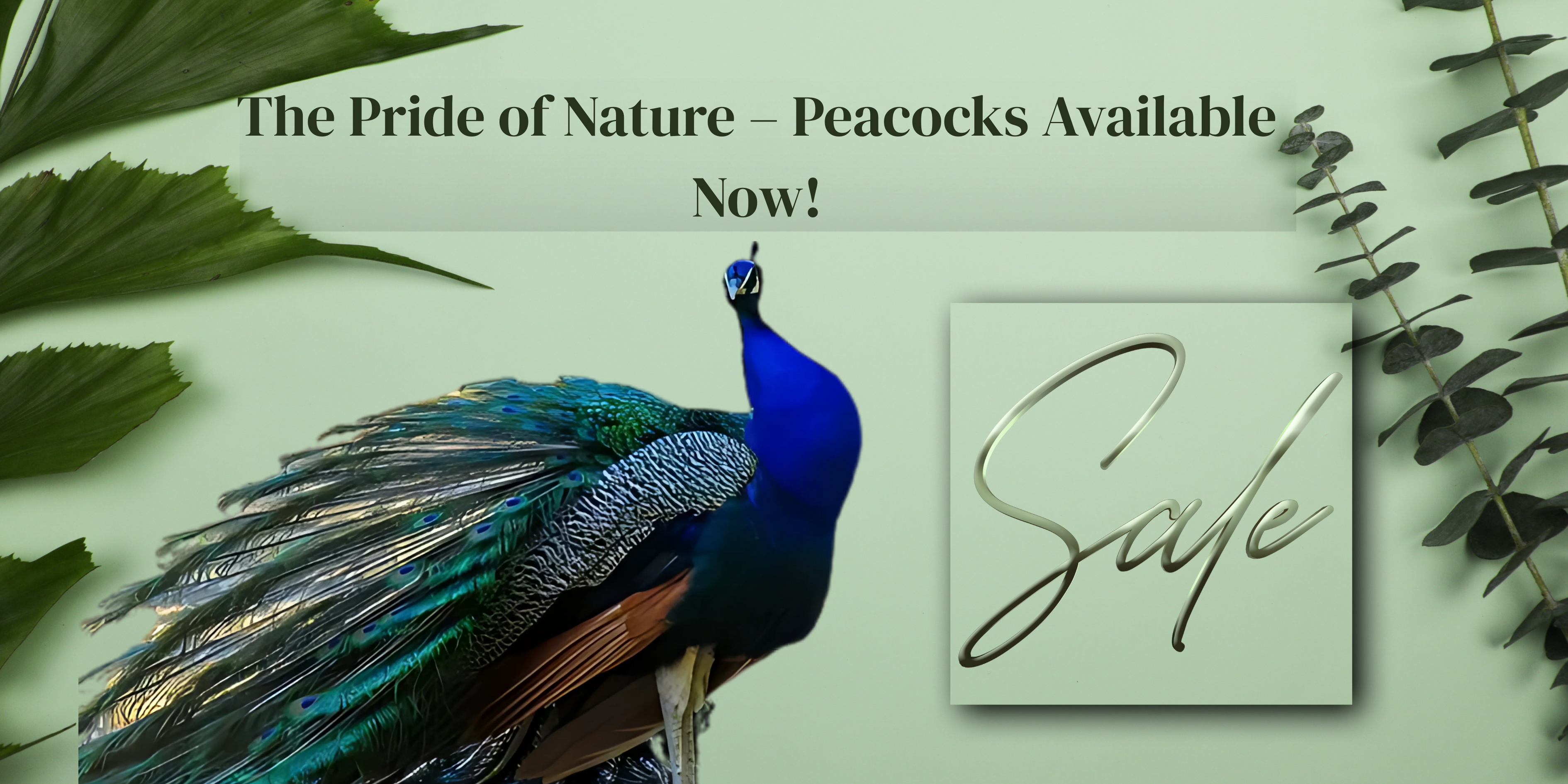 Peacocks Sale Banner