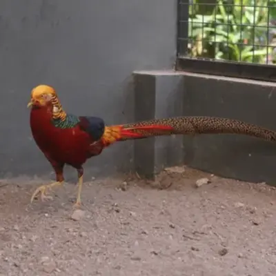 red golden pheasant