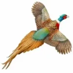 ringneck pheasant