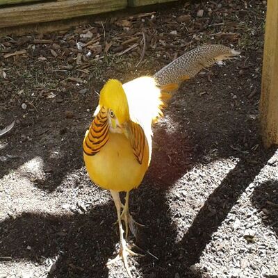 Yellow Golden Pheasant