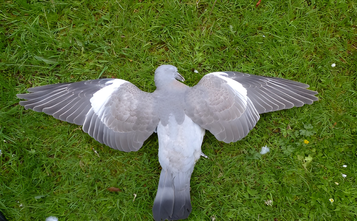 Can a Bird Die from Stress