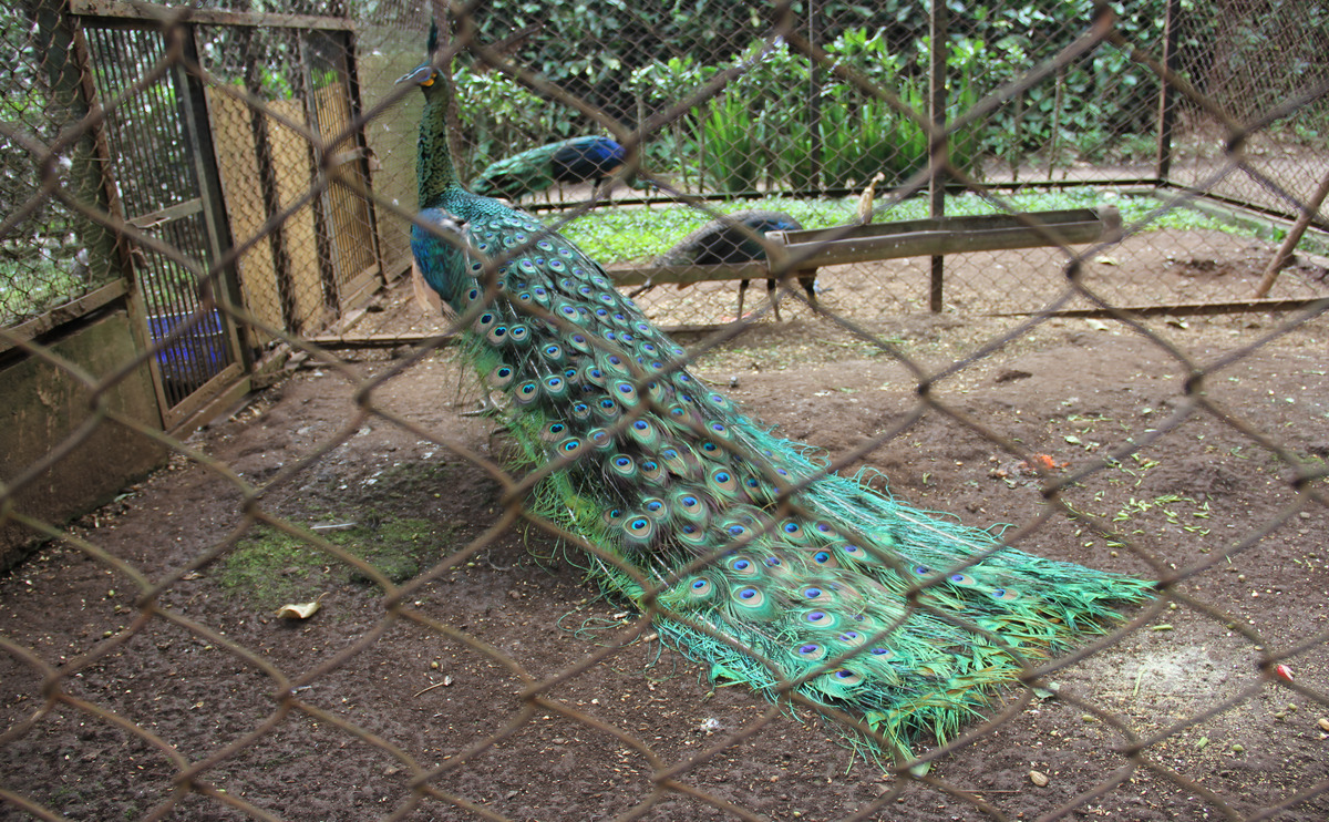 How to Clean Bird Cage with Bird Inside