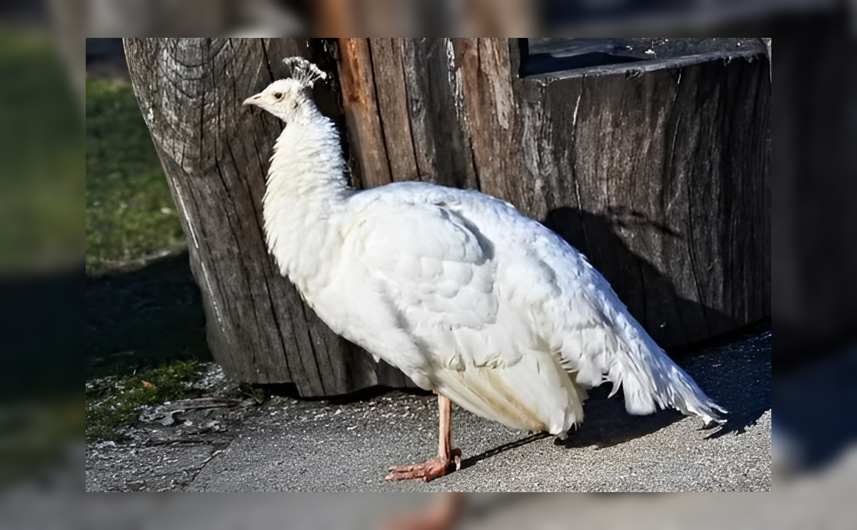 femanine of peacock