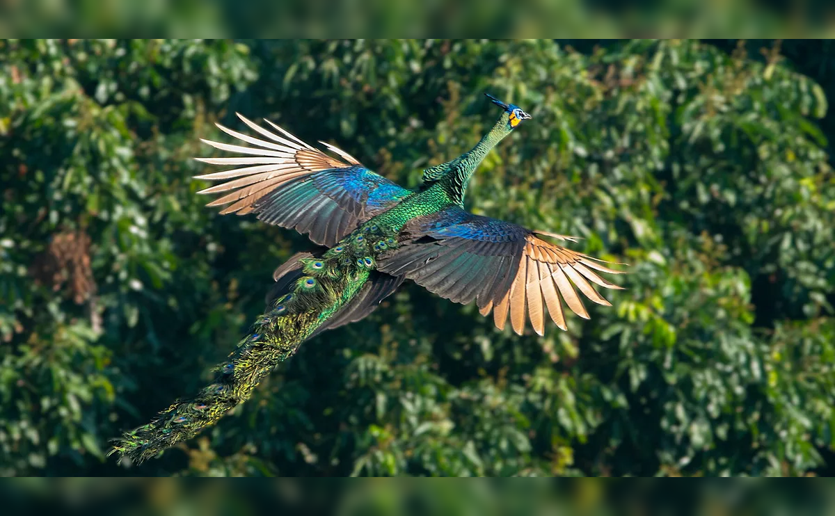 Can Peacocks Fly