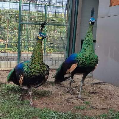 Green Java Peacock for Sale