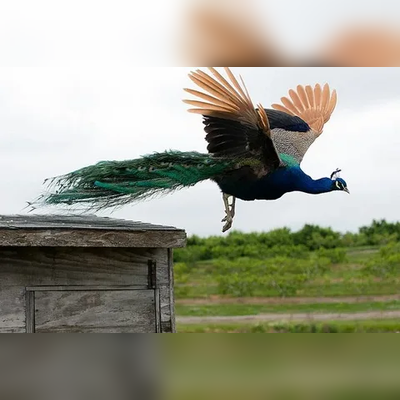can peacocks fly