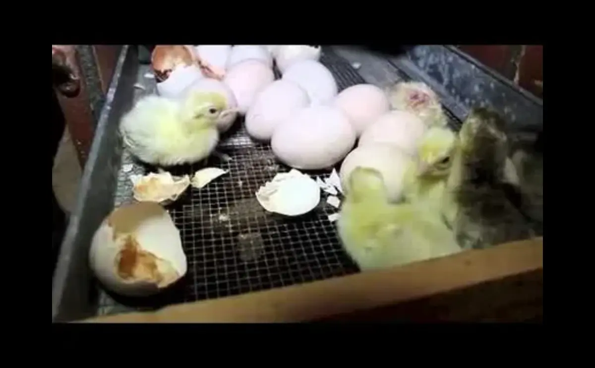 Peacock Eggs Hatching Time