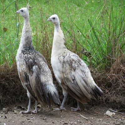 black shoulder peachicks