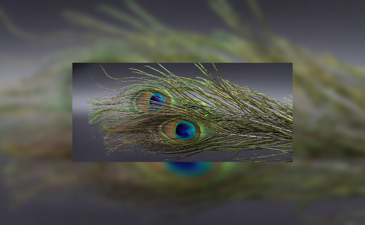 how to clean peacock feathers