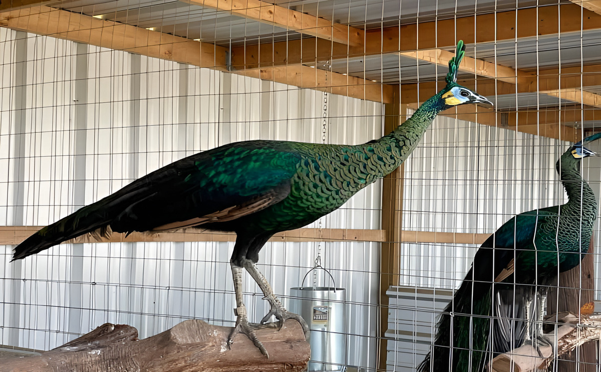 how to make a bird cage divider