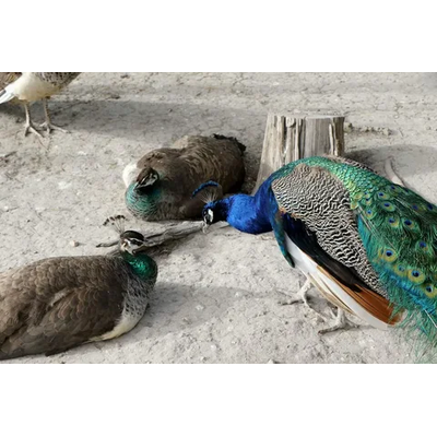 Breeders Behavior Notes for Peacocks Breeding