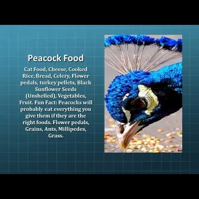 How Peacock Food Habits Affect Their Behavior