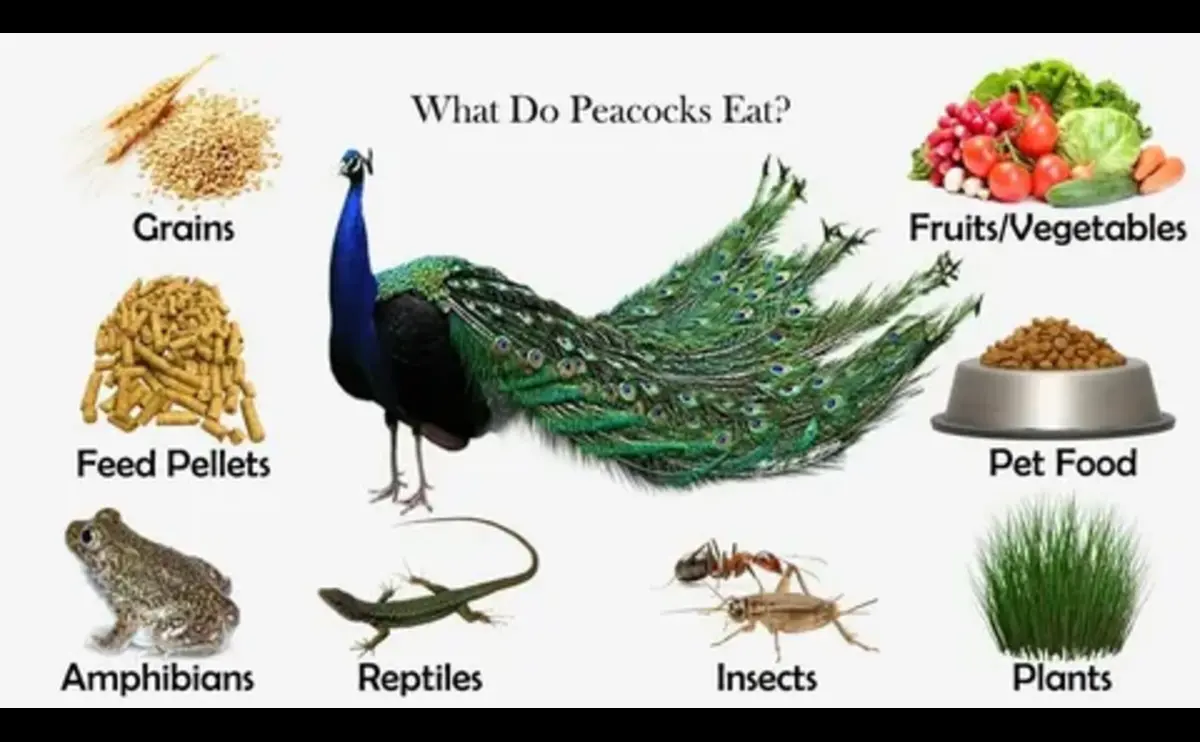 Peacock Food Habits - Complete Guide 
