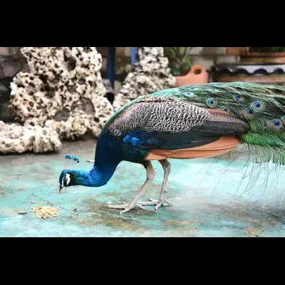 What Do Peacocks Eat In The Wild