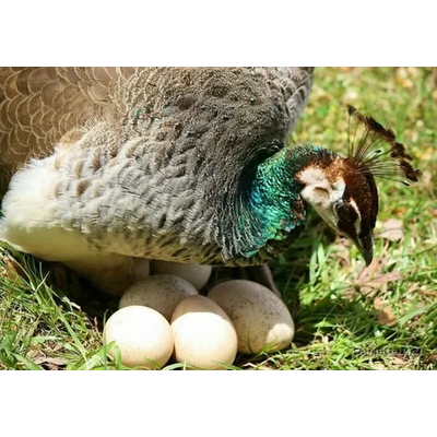 incobution of peacock eggs