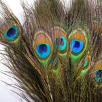 real peacock feathers