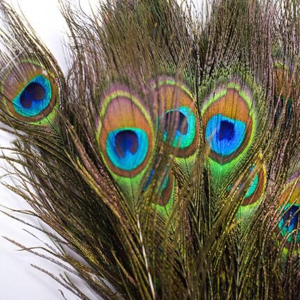real peacock feathers