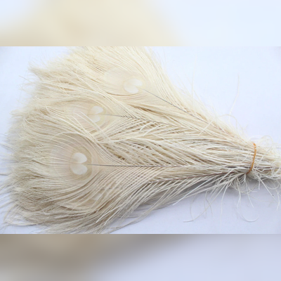 white peacock feathers for sale