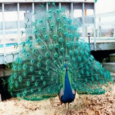 Indian blue peacock type