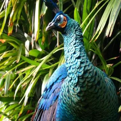 Green Java a Rare type of Peacock