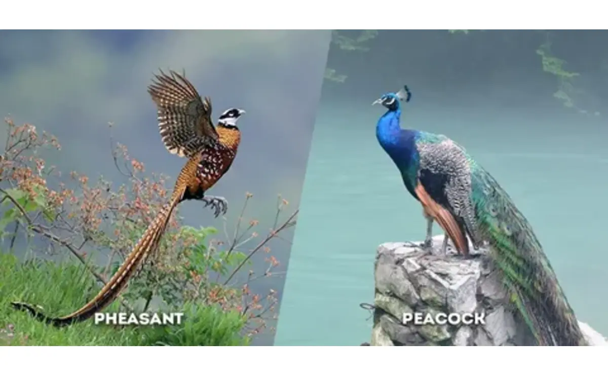 best birds for breeding business