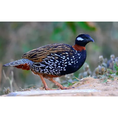 black & kala teetar for sale in Pakistan