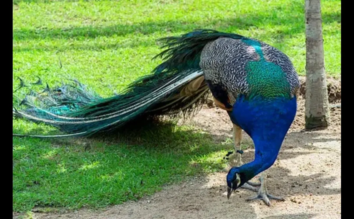 peacock farming in pakistan