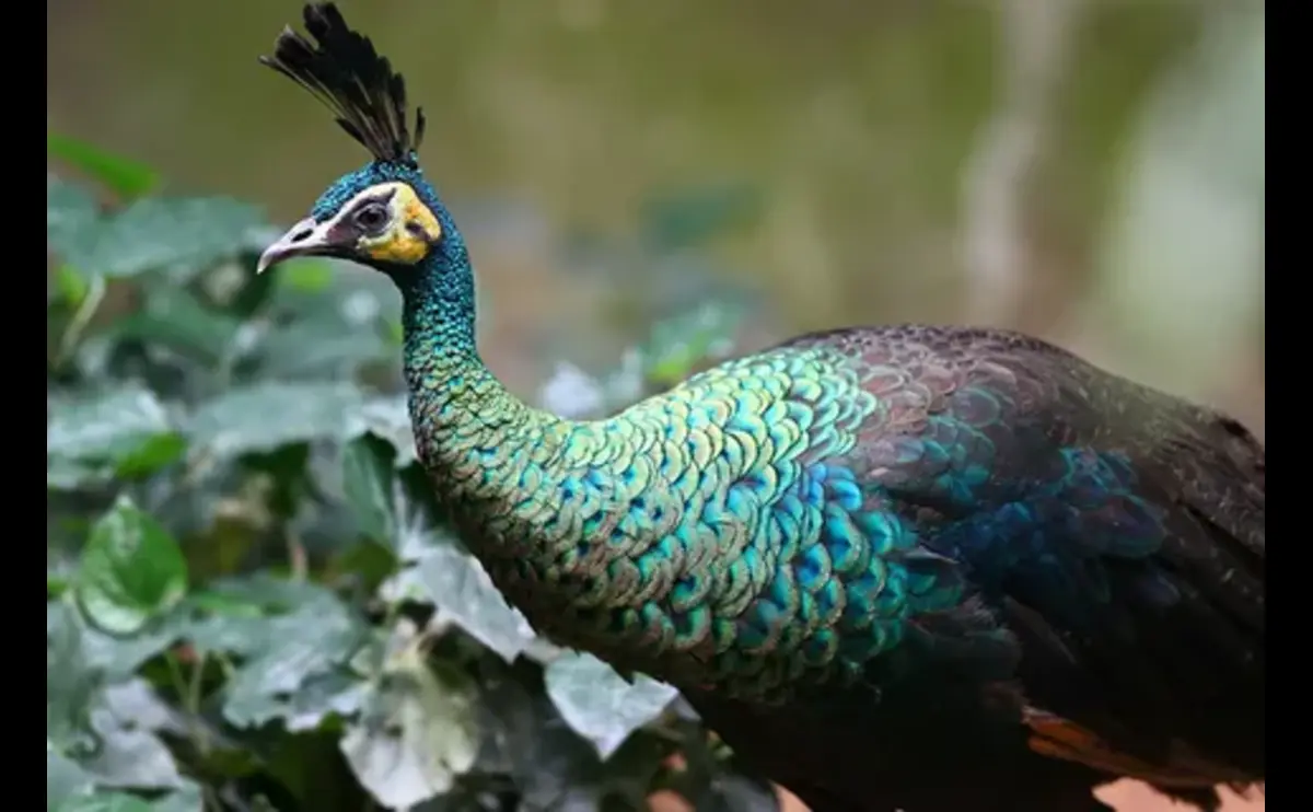 Types of Peacock