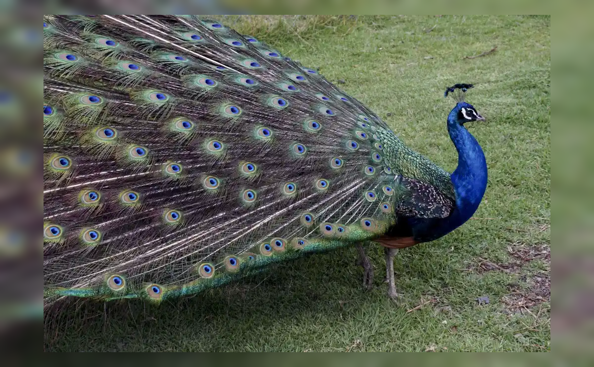 When Do Peacocks Shed Their Feathers