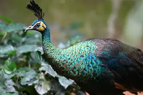 peacock colours guide