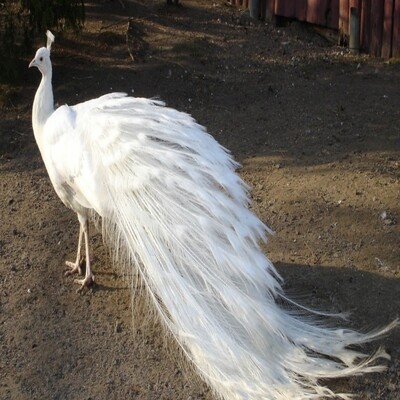 white peacock