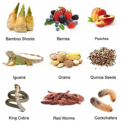 The Peacock’s Natural Diet