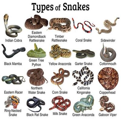 What Types of Snakes Do Peacocks Eat