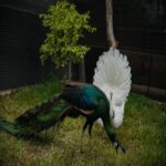 Breeder Peacock Male