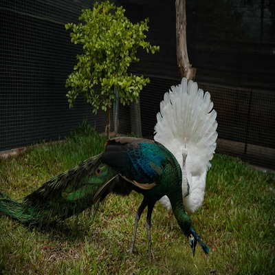 Breeder Peacock Male