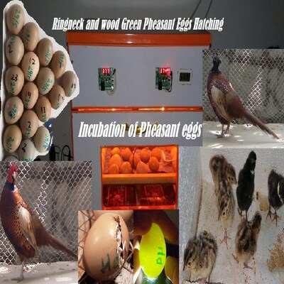 Breeding and Incubation Techniques