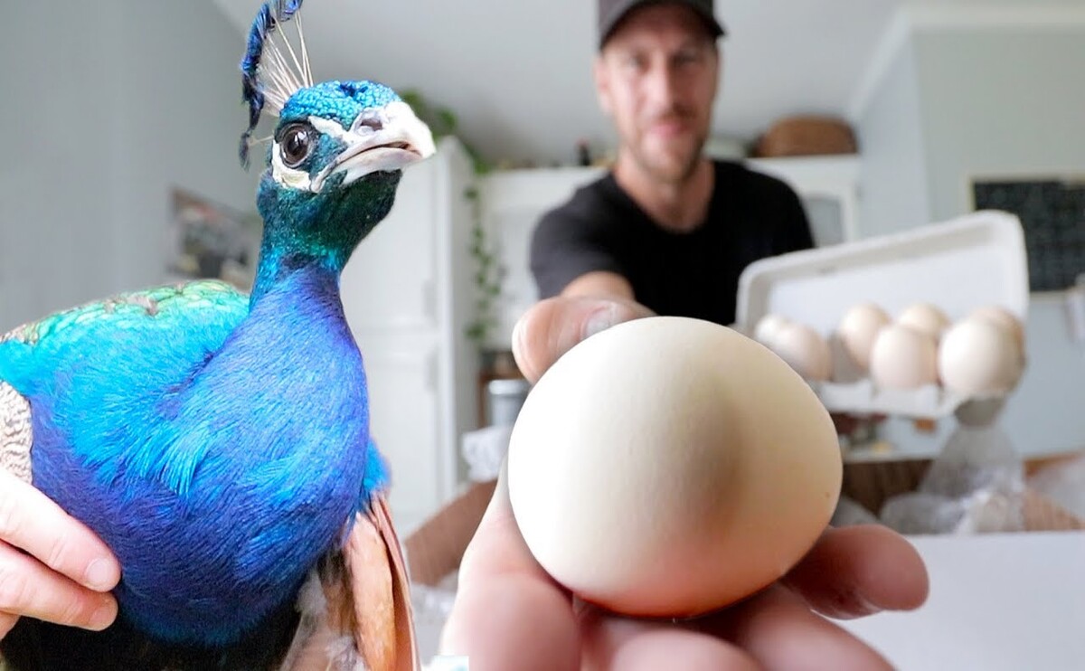How Many Eggs Peacocks Usually Lay in One Season?