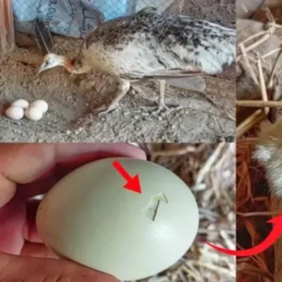 Factors Affecting Egg Production in Peafowl