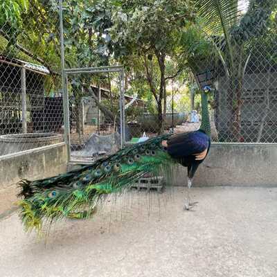 Green Java Male at Best Peacock Farm in Pakistan