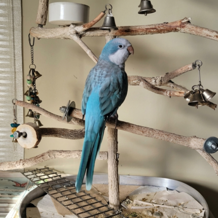 Quaker Parrot