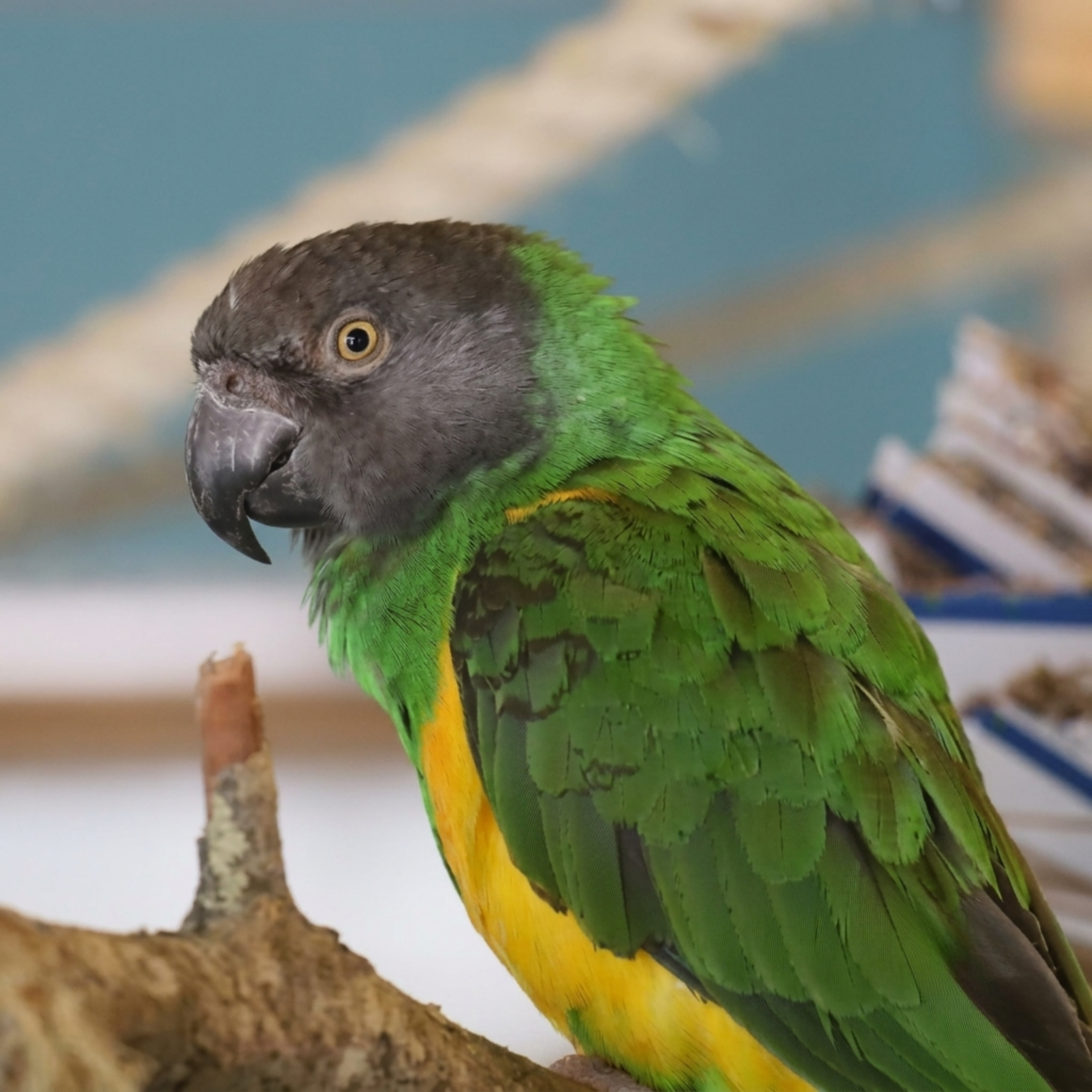 Senegal Parrot -birdsjungle Senegal Parrot -birdsjungle
