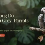 How Long Do African Grey Parrots Live